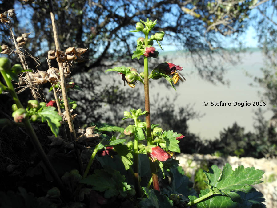 Scrophularia tunisina da identificare